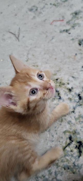 Котёнок БЕСПЛАТНО в добрые руки (2 мальчика, 1 девочка).