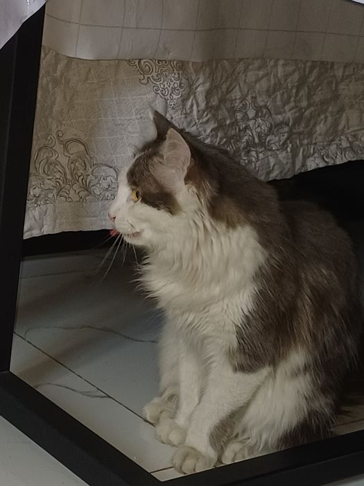 Отдам в добрые заботливые руки молодого кота