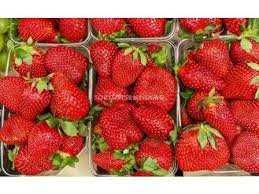 ВЕЛИКОЛЕПЕН Био Разсад Целогодишни Ягоди и Малини