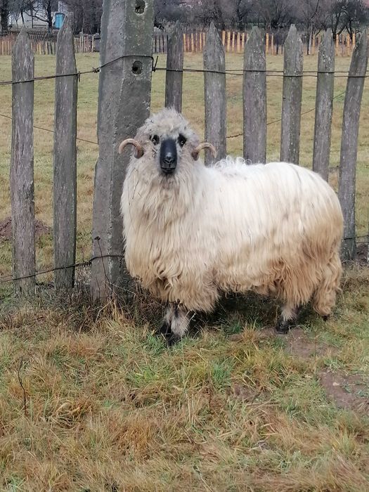 Vând Berbec Bucalau