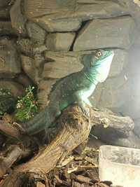 Șopârla Bazilisc verde mascul