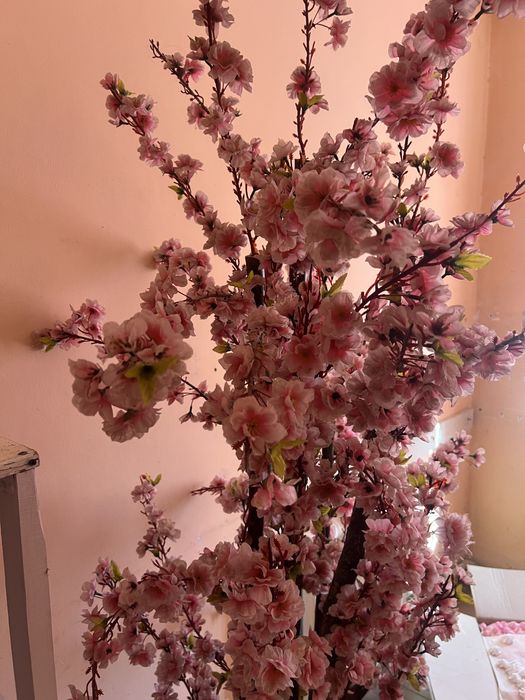 Сакура декоративная