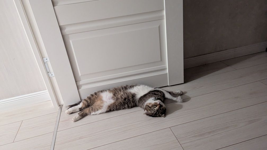 Кот 9-10 месяцев