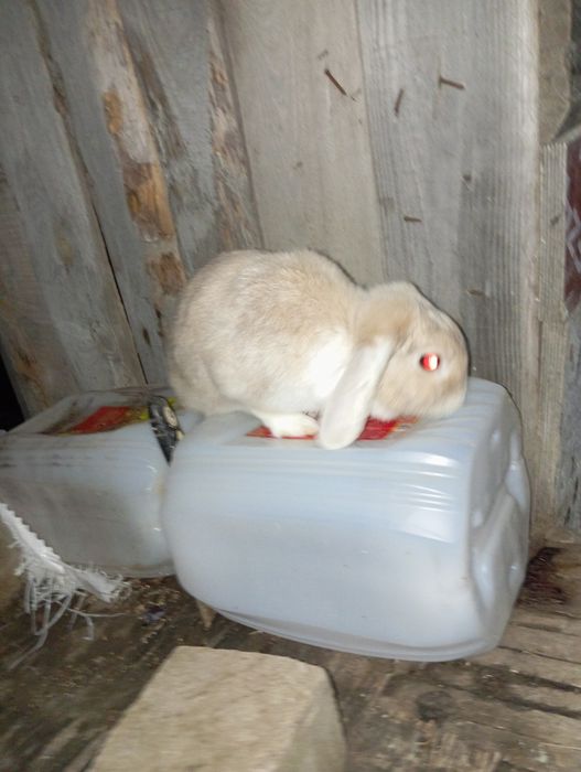 Продаю декоративного.