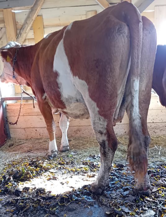 Vînd 2 vaci una la prima fătare și una la a 2 fătare