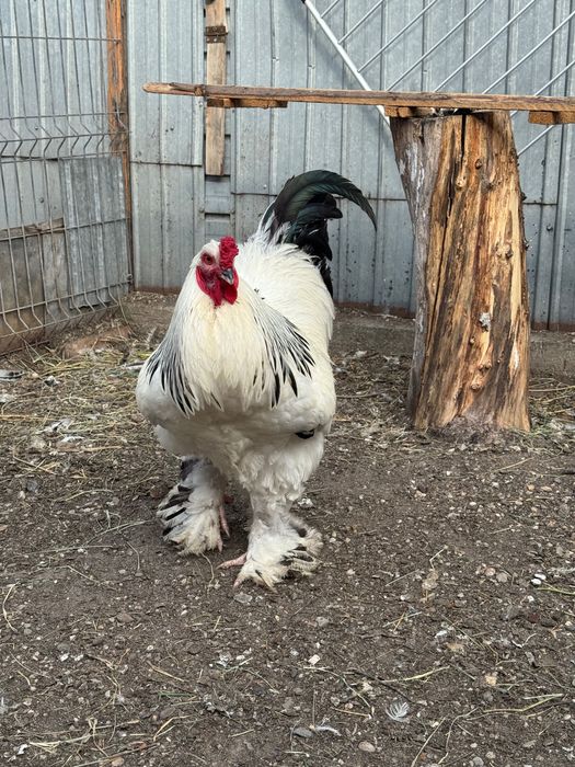 Brahma herminat deschis