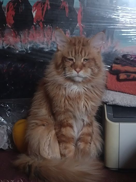 Котята мейкунчики