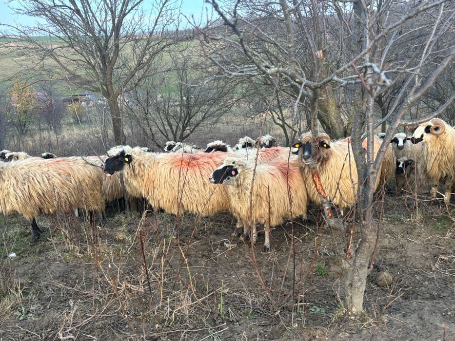 Vând oi breze rasă țurcana