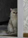 Кот (Golden Color British Shorthair)