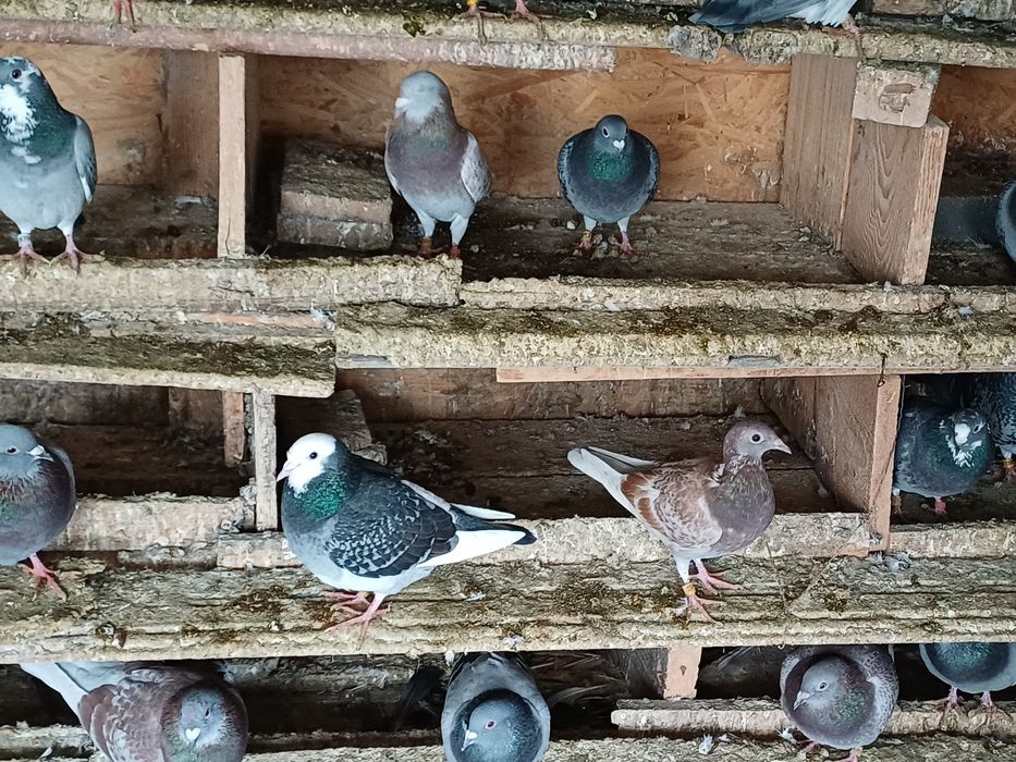 Vand porumbei voiajori