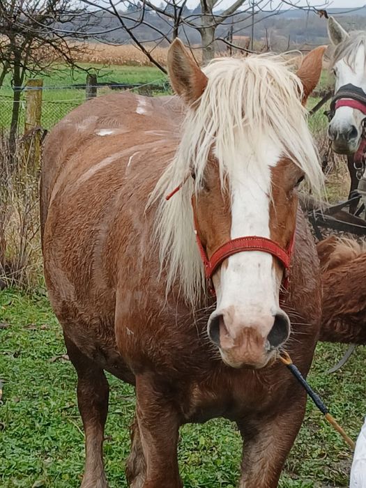 Vand iapa cu vârstă de 4 ani si gestanta