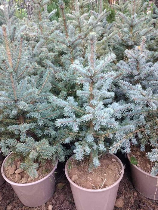 Сребристни елхи и смърчове