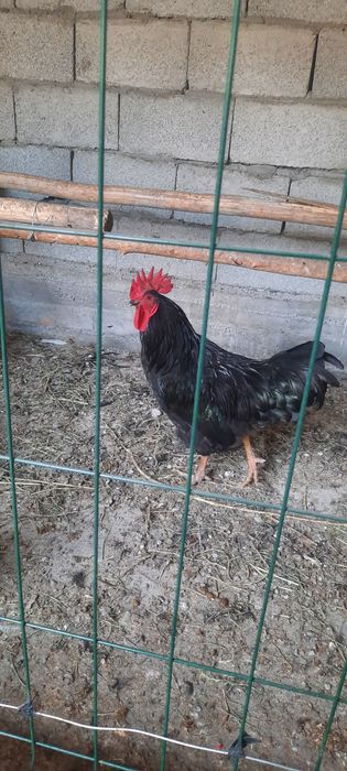 Xoʻroz 1 yilik  kelishamiz