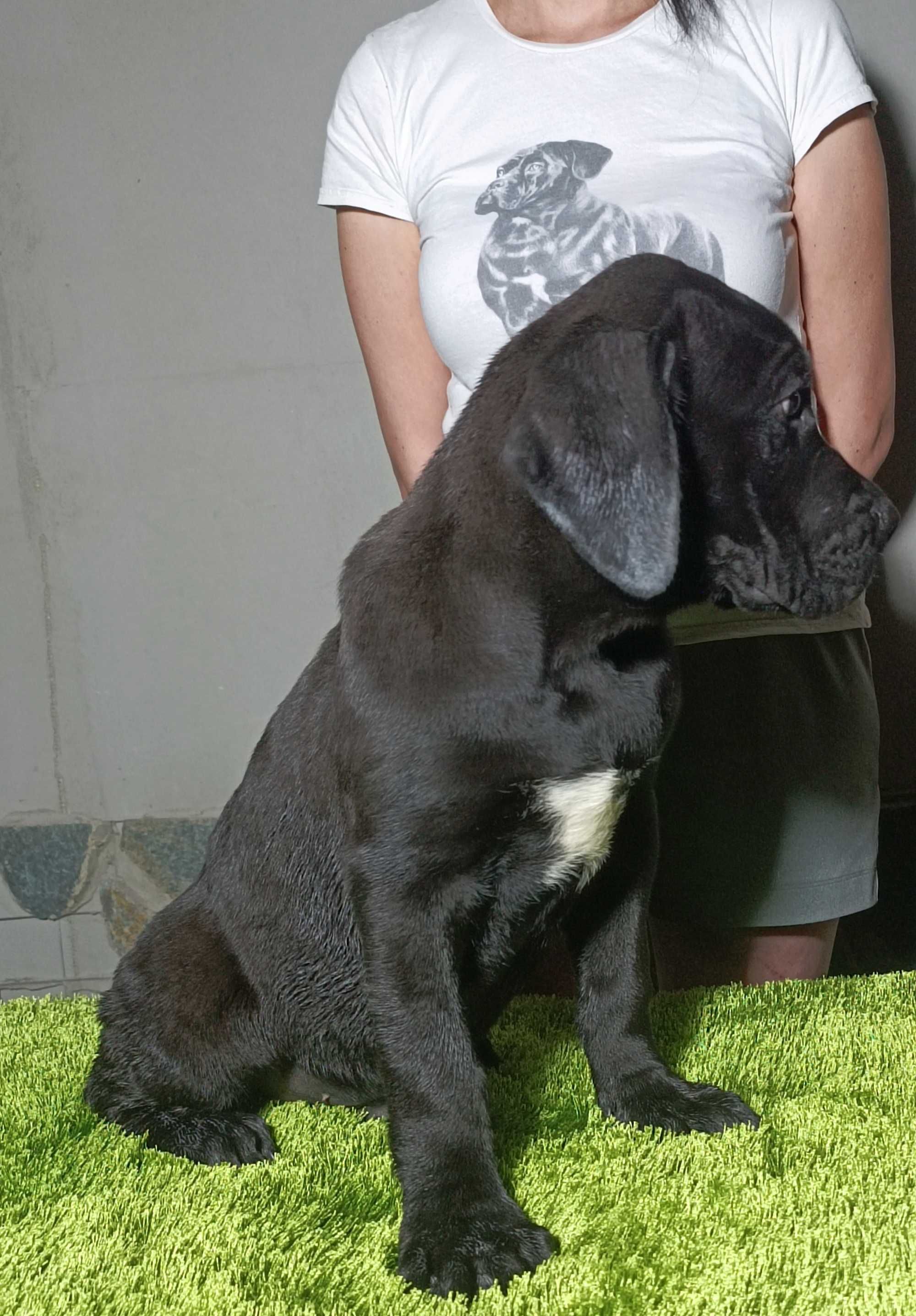 Кане Корсо Cane Korso