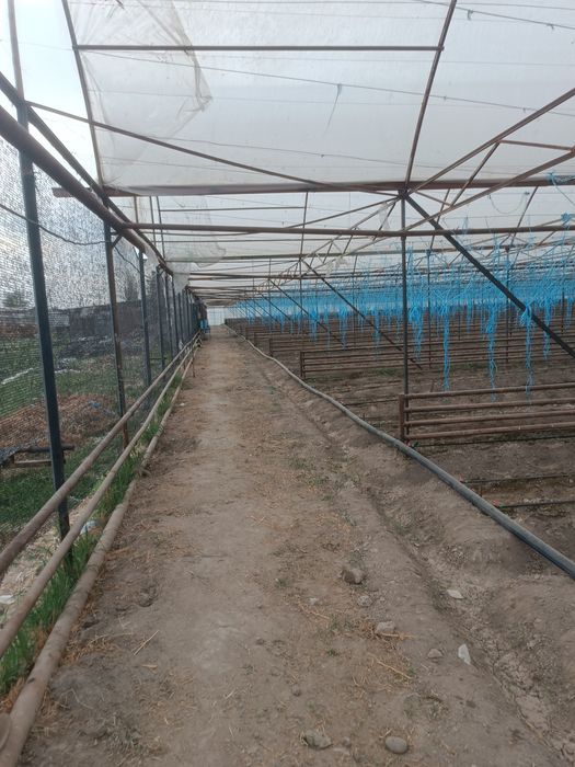 Issiqxona ijaraga beripadi kimga kerak bolsa kelishtirib beramiz