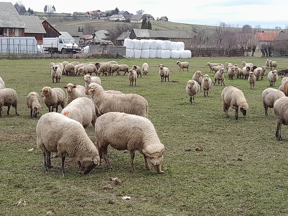 35 de oi de vânzare