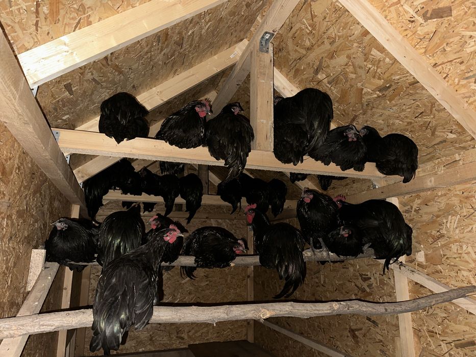 Cocosi australorp
