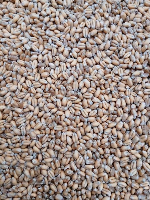 Grâu de panificație