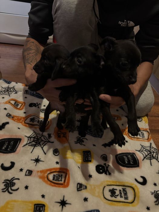 Продавам пинчери