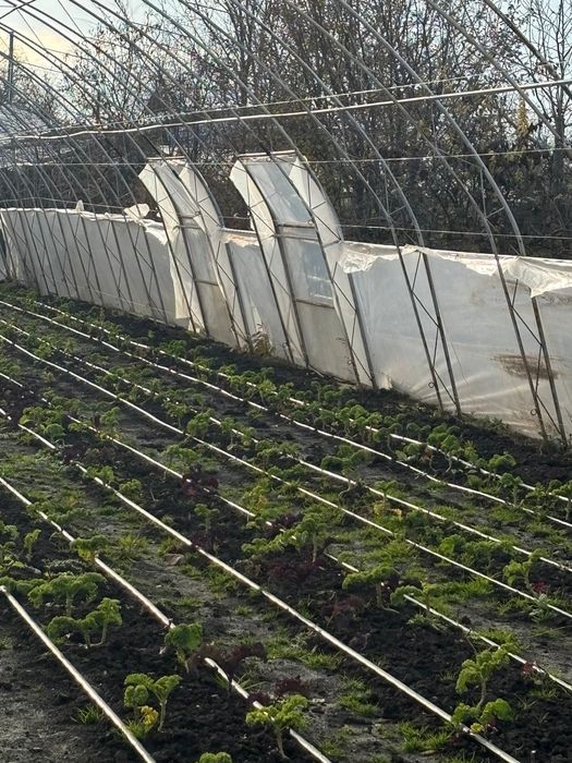 Solar 600 mp cadru metalic dublu
