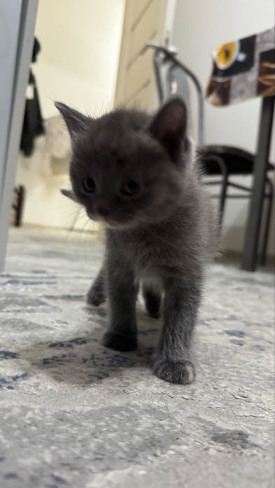 Котенки скотиш страйт