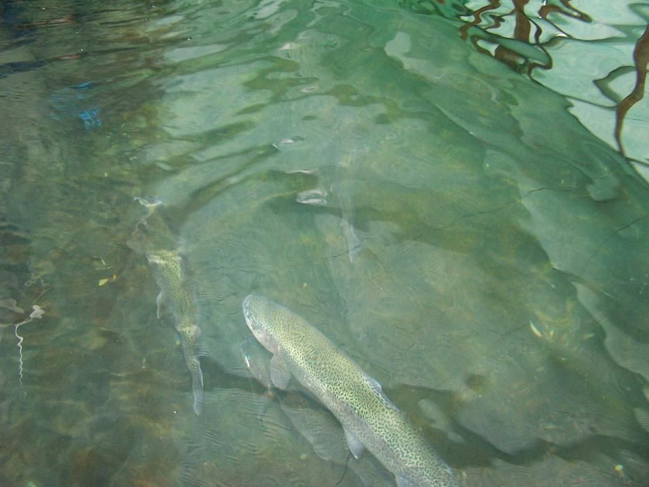 Păstrăv curcubeu 300 grame direct din bazin