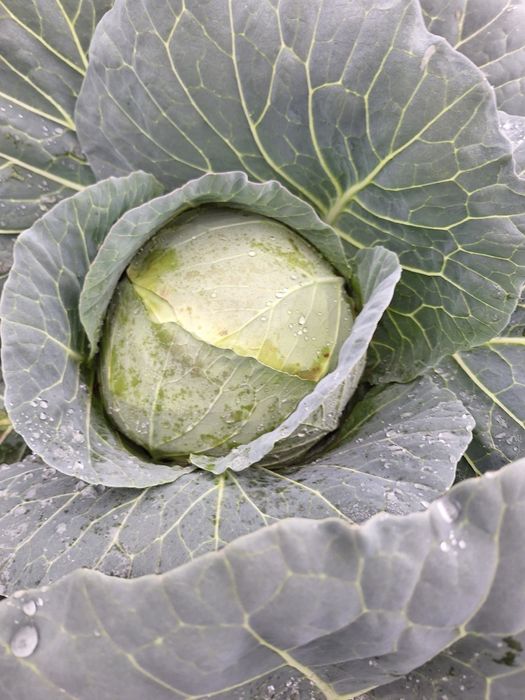 Varza alba,varza rosie