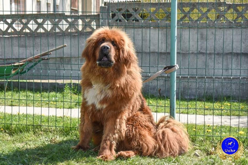 Mascul mastiff tibetan