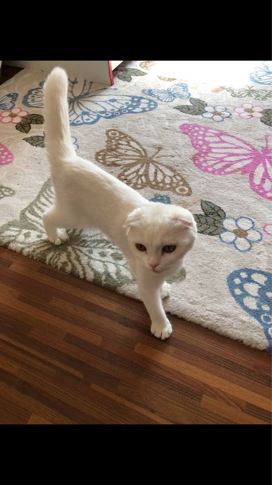 Кошка белая, девочка