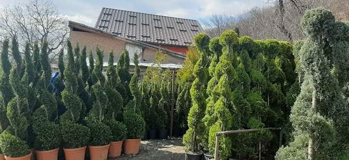 Plante ornamentale calitatea 1 la cel mai bun preţ se ofera livrare