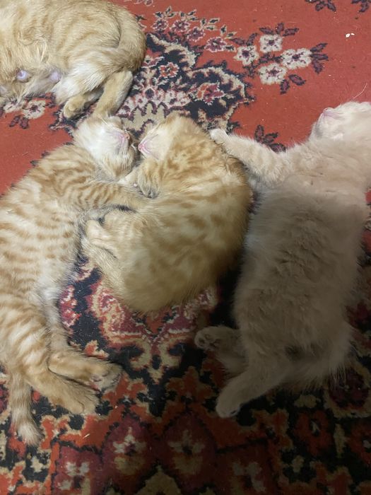 Котята , девочки ооооо