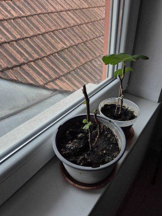 Vând  Smochin soiul galben, 20 lei