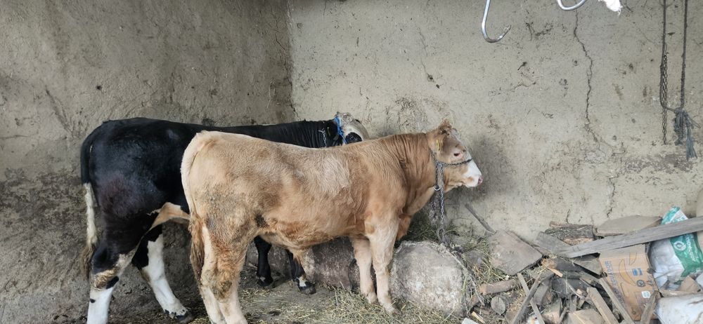 Vând 11 tauri și o vitica