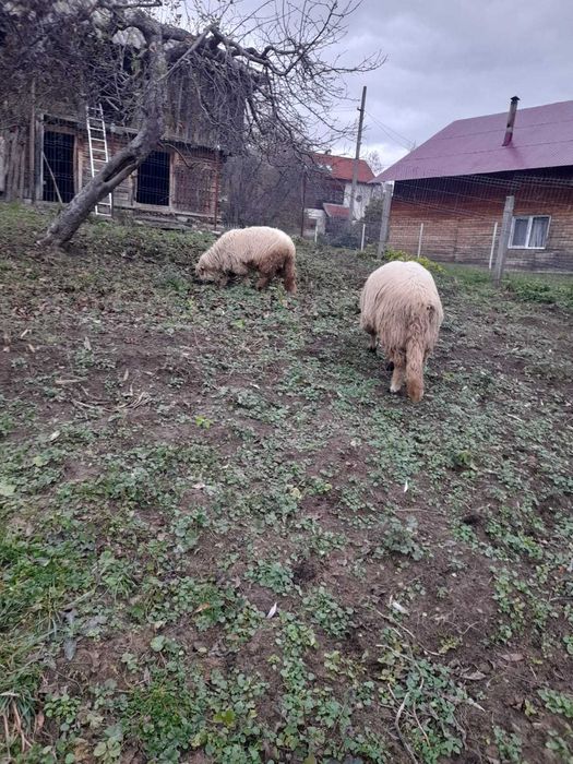 Vand 1 noatin de 10 luni, la alegere. Mai multe detalii la telefon