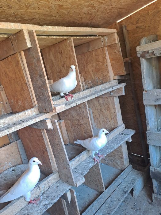 Porumbei voiajori albi