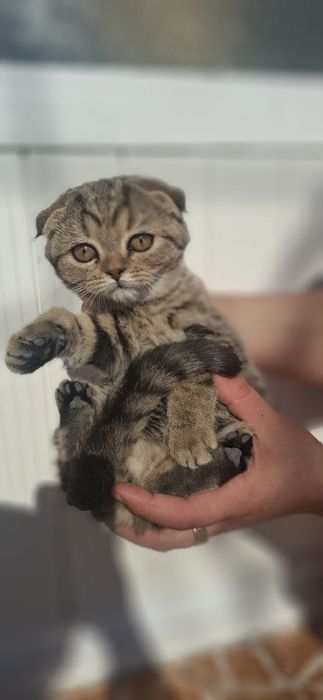 Британский фольд вислоухий