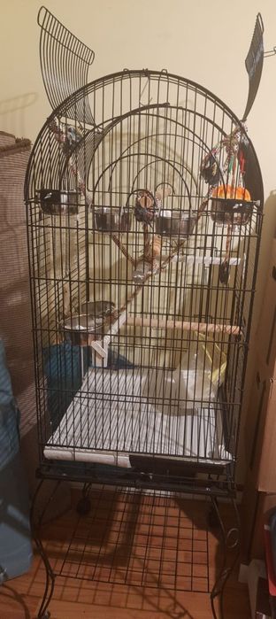 Cusca papagal de dimensiuni mari