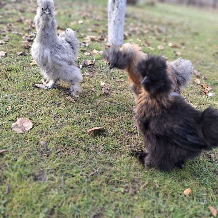 Китайские шёлковые куры