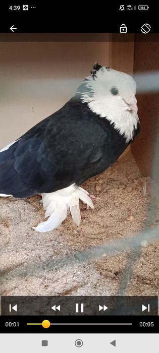 Qora xakka juft bezpetno tozasi