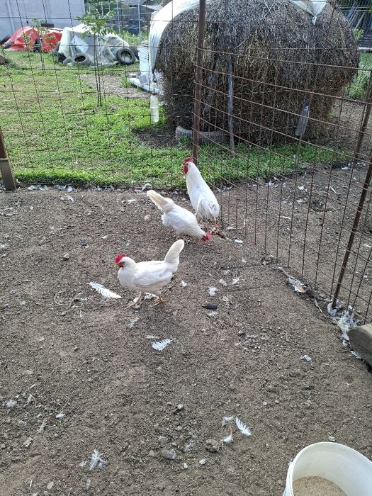 Găini și cocoș Leghorn
