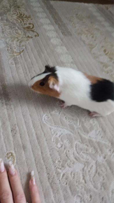 Donez Purcelus de guineea