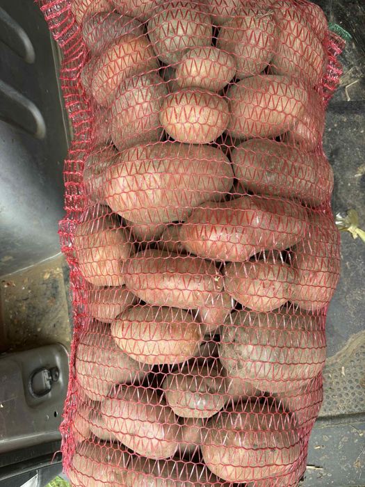 Cartofi rosii Bellarossa