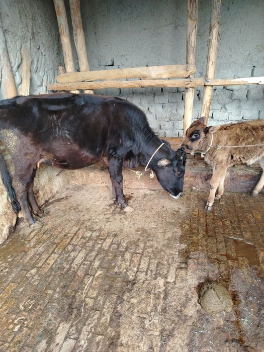 Ona bola sigir va hokiz buqacha sotiladi