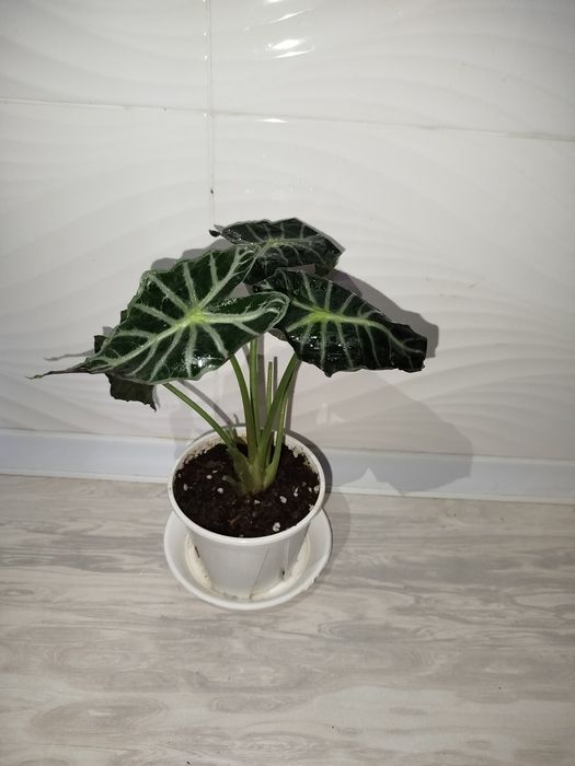 Alakaziya Polli алаказия полли