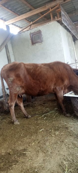 Ona bola sigir sotiladi bolasi gʻunojincha