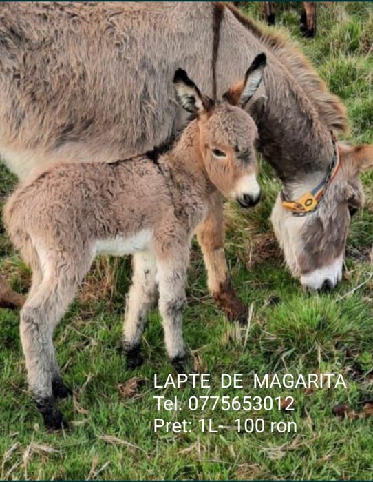 Lapte de magarita 100 ron/L