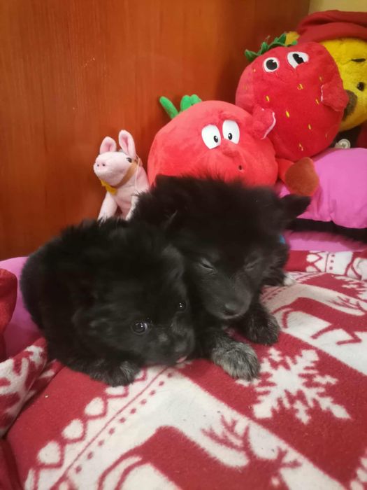 Шпиц померан момче момиче