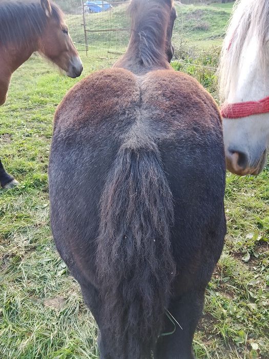 Un mânz de șase luni
