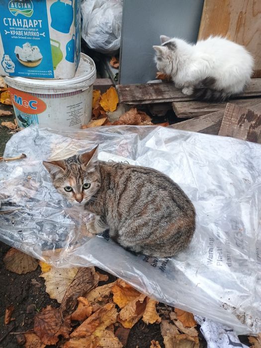 Подарявам женско коте