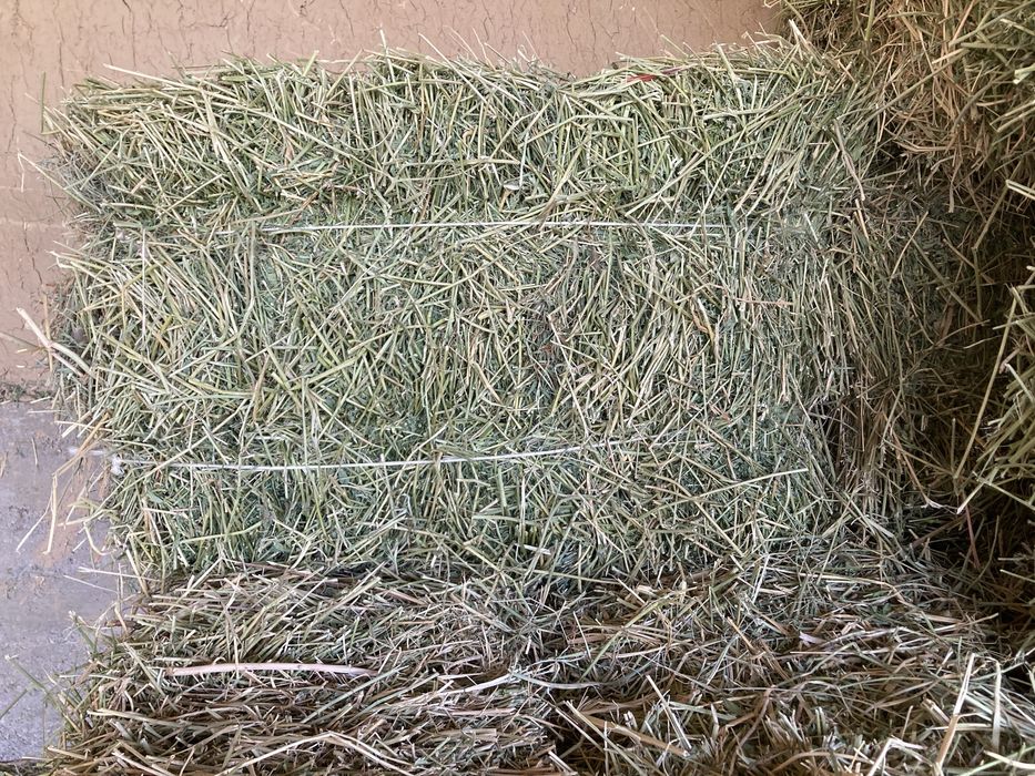 Беда, Сомон, Пичан, Ер ёнгок, Мош пресс,Янток,